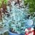 BALDUR-Garten Winterharter Eukalyptus 'Azura®', 1 Pflanze Eucalyptus gunni - 