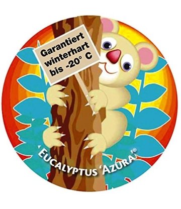 BALDUR-Garten Winterharter Eukalyptus 'Azura®', 1 Pflanze Eucalyptus gunni - 