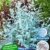 BALDUR-Garten Winterharter Eukalyptus 'Azura®', 1 Pflanze Eucalyptus gunni -