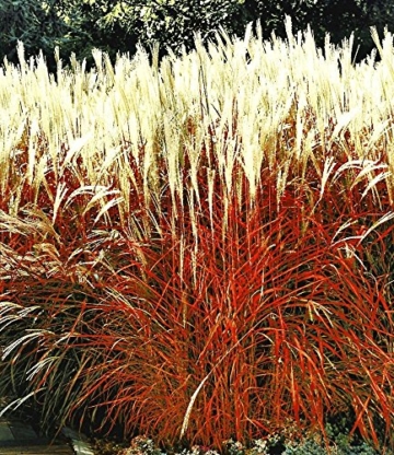 BALDUR-Garten Ziergras 'Indian Summer' Chinagras, Chinaschilf, 1 Pflanze Miscanthus sinensis - 