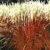 BALDUR-Garten Ziergras 'Indian Summer' Chinagras, Chinaschilf, 1 Pflanze Miscanthus sinensis - 