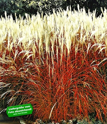 BALDUR-Garten Ziergras 'Indian Summer' Chinagras, Chinaschilf, 1 Pflanze Miscanthus sinensis -