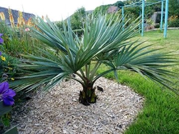 Blaue Hesperidenpalme Brahea Armata 60-80 cm. Frosthart bis -16 Grad - 