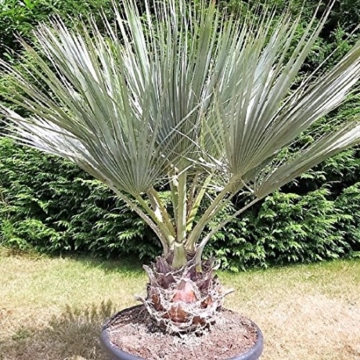 Blaue Hesperidenpalme Brahea Armata 60-80 cm. Frosthart bis -16 Grad -