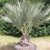 Blaue Hesperidenpalme Brahea Armata 60-80 cm. Frosthart bis -16 Grad -