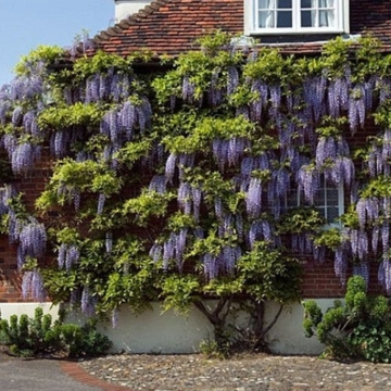Blauregen / Glyzine / Wisterie / Chinesischer Blauregen - 1,5 Liter Topf - ClematisOnline (Wisteria sinensis) - 