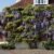 Blauregen / Glyzine / Wisterie / Chinesischer Blauregen - 1,5 Liter Topf - ClematisOnline (Wisteria sinensis) - 