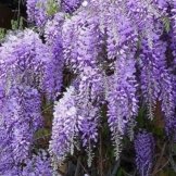 Blauregen / Glyzine / Wisterie / Chinesischer Blauregen - 1,5 Liter Topf - ClematisOnline (Wisteria sinensis) -