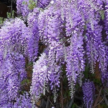 Blauregen / Glyzine / Wisterie / Chinesischer Blauregen - 1,5 Liter Topf - ClematisOnline (Wisteria sinensis) -
