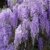 Blauregen / Glyzine / Wisterie / Chinesischer Blauregen - 1,5 Liter Topf - ClematisOnline (Wisteria sinensis) -