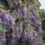 Blauregen, veredelt, 1 Pflanze - 