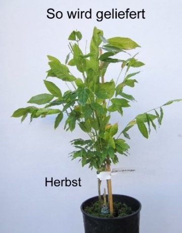 Blauregen, veredelt, 1 Pflanze - 