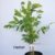Blauregen, veredelt, 1 Pflanze - 