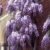 Blauregen, veredelt, 1 Pflanze -