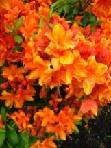 bronzegelb blühende Garten Azalee Rhododendron luteum Golden Eagle 40 - 50 cm hoch im 5 Liter Pflanzcontainer -