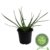Bulbine, Katzenschwanzpflanze, im 3er Set - 