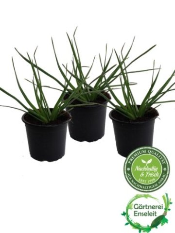 Bulbine, Katzenschwanzpflanze, im 3er Set -