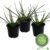 Bulbine, Katzenschwanzpflanze, im 3er Set -