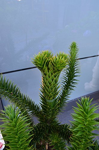 Chilenische Schmucktanne Araucaria araucana 40 - 50 cm hoch im 10 Liter Pflanzcontainer - 