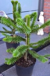 Chilenische Schmucktanne Araucaria araucana 40 - 50 cm hoch im 10 Liter Pflanzcontainer -