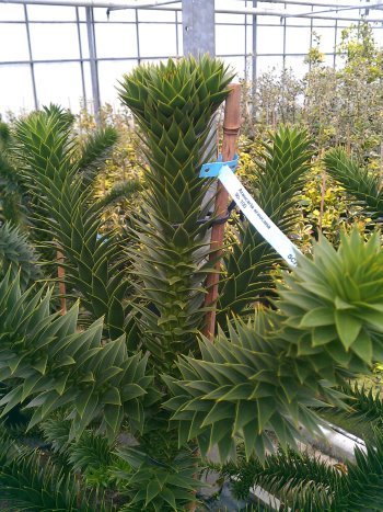 Chilenische Schmucktanne Araucaria araucana 70 - 80 cm hoch Solitär mit Ballen - 