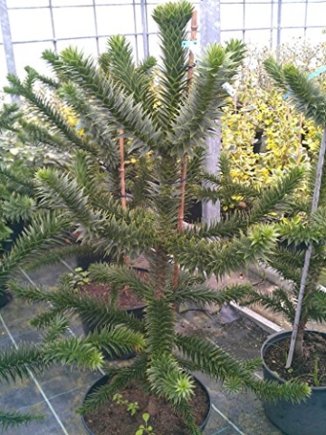 Chilenische Schmucktanne Araucaria araucana 70 - 80 cm hoch Solitär mit Ballen - 