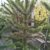Chilenische Schmucktanne Araucaria araucana 70 - 80 cm hoch Solitär mit Ballen - 