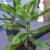 Chilenische Schmucktanne Araucaria araucana 70 - 80 cm hoch Solitär mit Ballen -