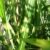 Chinagras Zebragras Miscanthus sinensis Zebrinus Solitär im 10 Liter Pflanzcontainer - 