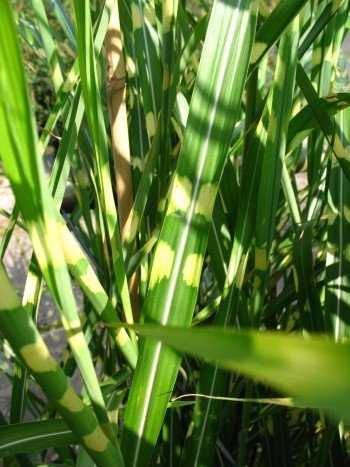 Chinagras Zebragras Miscanthus sinensis Zebrinus Solitär im 10 Liter Pflanzcontainer - 