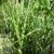 Chinagras Zebragras Miscanthus sinensis Zebrinus Solitär im 10 Liter Pflanzcontainer -