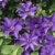 Clematis The President, 1 Pflanze im 2 Liter Topf - 