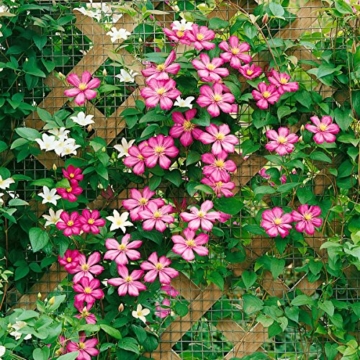 Clematis Ville de Lyon, 1 Pflanze im 2 Liter Topf - 