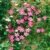 Clematis Ville de Lyon, 1 Pflanze im 2 Liter Topf - 