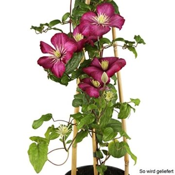 Clematis Ville de Lyon, 1 Pflanze im 2 Liter Topf - 