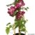 Clematis Ville de Lyon, 1 Pflanze im 2 Liter Topf - 