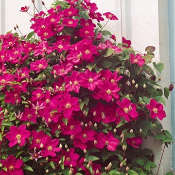 Clematis Ville de Lyon, 1 Pflanze im 2 Liter Topf -