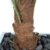 Closer 2 Nature P092W Künstliche Hanfpalme 105 cm - 