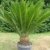 Cycas revoluta Riesiger Palmfarn Zimmerpalmfarn Büropalme Gartenpalme ca. 100-110 cm Gesamthöhe -