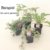 Dianthus deltoides, Heidenelke, 5 Stauden - 