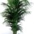 Die schönste Zimmerpalme der Welt ! Howea Forsteriana "Kentia Palme" Anspruchslos von jedermann zu pflegen 1 Pflanze ca. 100-110 cm. -