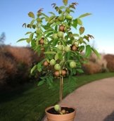 Echter Walnussbaum juglans regia Jungbaum Größe ca. 150-160 cm. -
