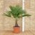 Extrem Frostharte Himalaya Hanfpalme Trachycarpus Kumaon Größe 160-170 cm. bis - 13 Grad - 