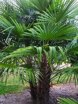 Extrem Frostharte Himalaya Hanfpalme Trachycarpus Kumaon Größe 160-170 cm. bis - 13 Grad -