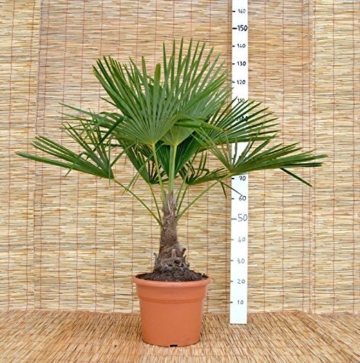 Extrem Frostharte Himalaya Hanfpalme Trachycarpus takil kalamuni ca. 100cm Kumaon Fächerpalme - 