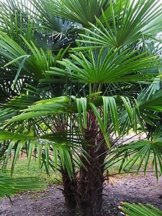 Extrem Frostharte Himalaya Hanfpalme Trachycarpus takil kalamuni ca. 100cm Kumaon Fächerpalme -