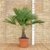 Extrem Frostharte Himalaya Hanfpalme Trachycarpus takil kalamuni ca. 70cm Kumaon Fächerpalme - 