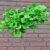Fächerblattbaum Stämmchen Ginkgo biloba Mariken 80 cm Stammhöhe im 5 Liter Pflanzcontainer - 