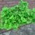 Fächerblattbaum Stämmchen Ginkgo biloba Mariken 80 cm Stammhöhe im 5 Liter Pflanzcontainer - 