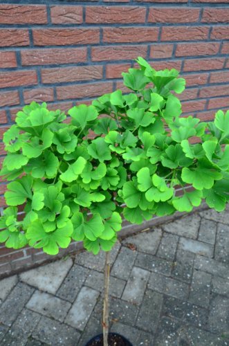 Fächerblattbaum Stämmchen Ginkgo biloba Mariken 80 cm Stammhöhe im 5 Liter Pflanzcontainer - 